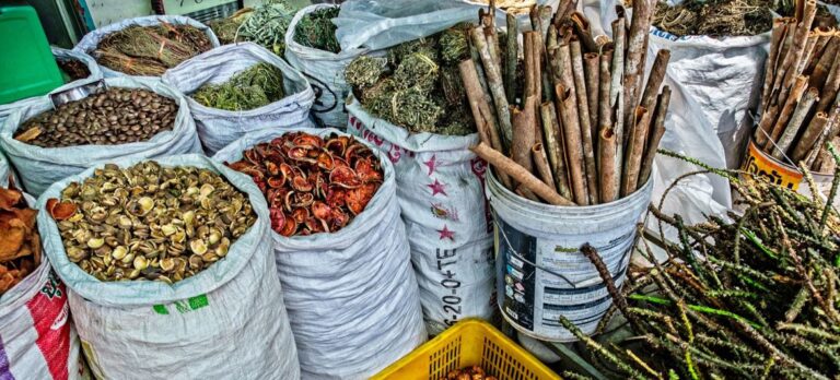 Traditional medicine is now a global reality: WHO