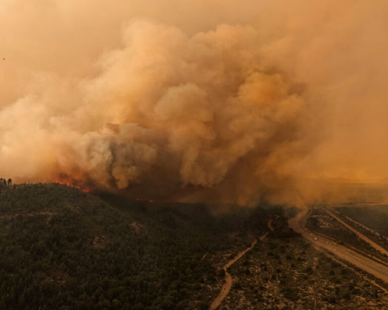 Some of world’s oldest trees hit by climate-fuelled wildfires in Patagonia