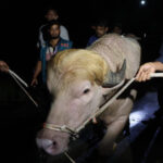 Blond Bangladeshi buffalo nicknamed ‘Donald Trump’ saved from Eid sacrifice