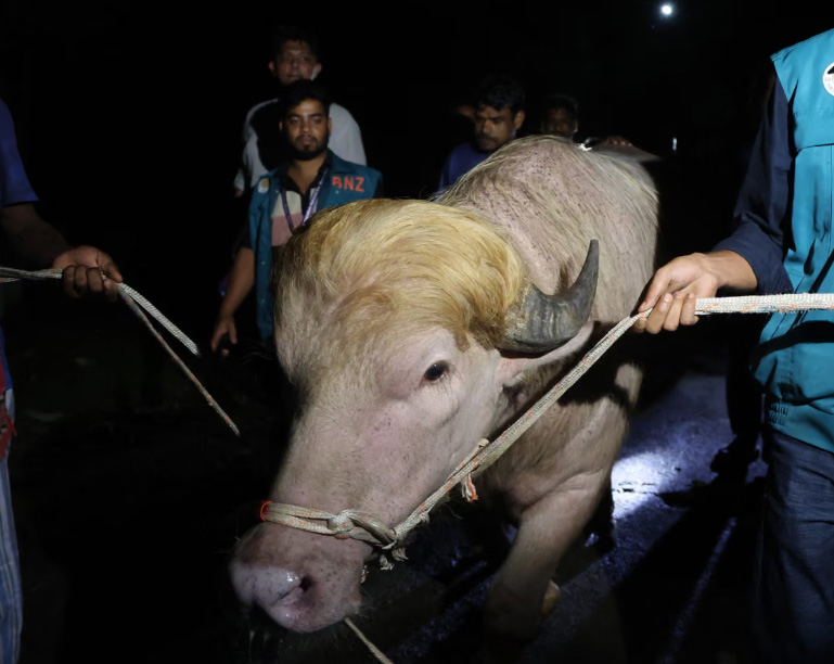 Blond Bangladeshi buffalo nicknamed ‘Donald Trump’ saved from Eid sacrifice