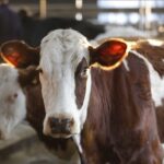 Worst ever outbreak of bluetongue hits British farms
